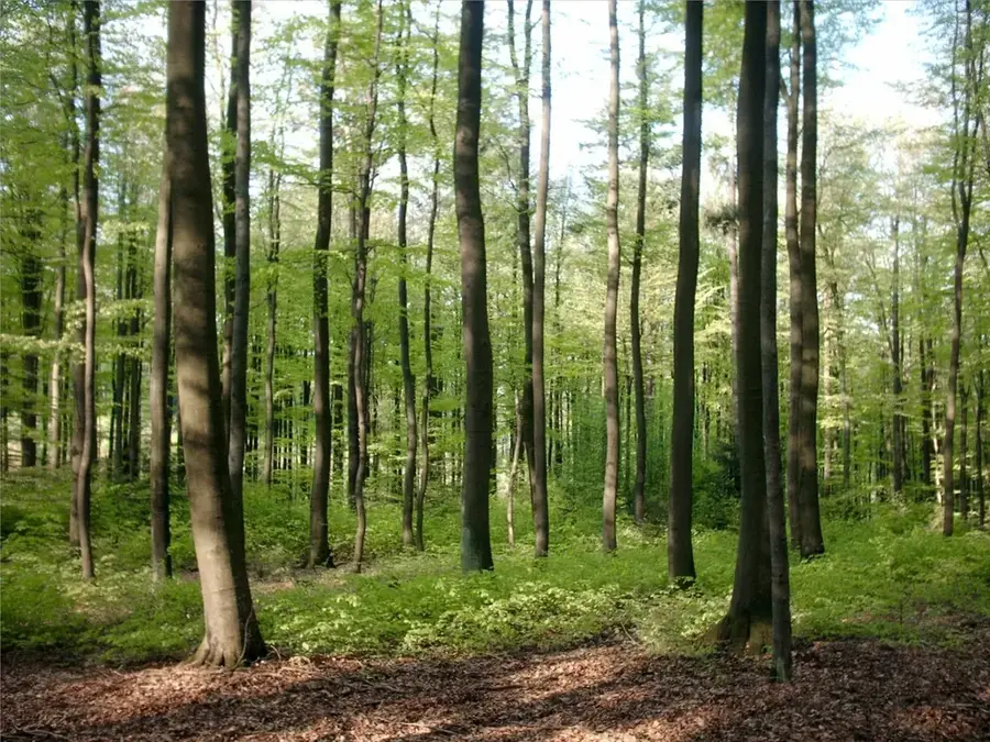 Runde-Wald — Chiredzi (Simbabwe)