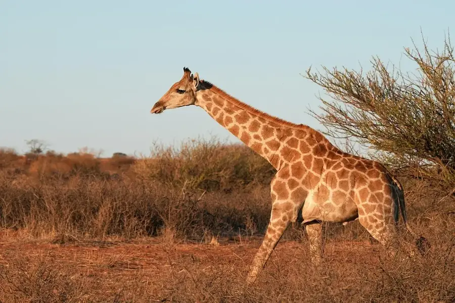 Rupununi Savannah Wildlife — Mount Wating (Guyana)