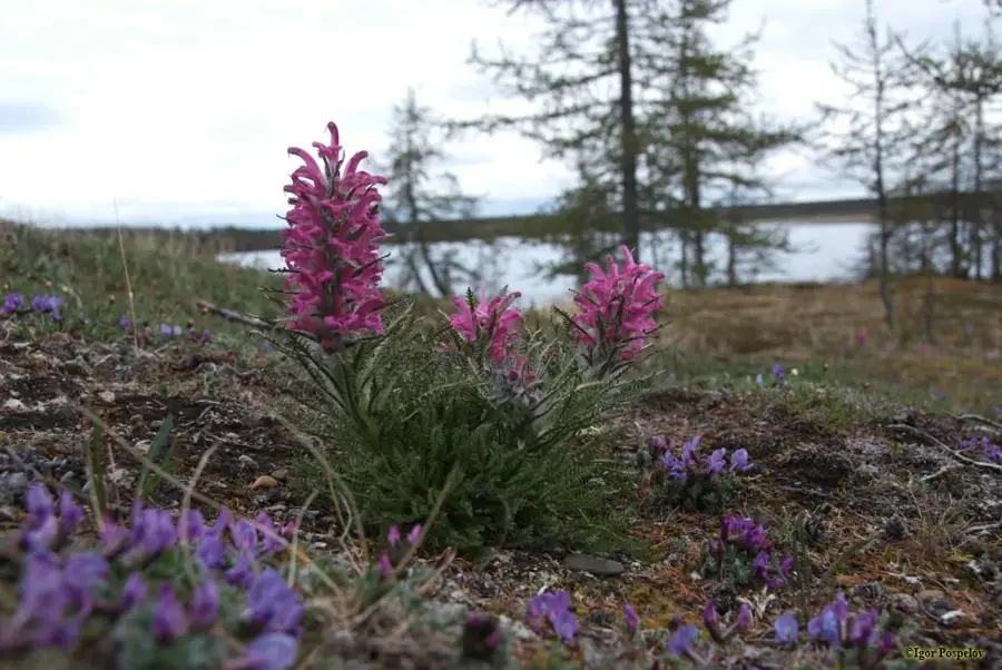 Great Arctic State Nature Reserve (Russia)