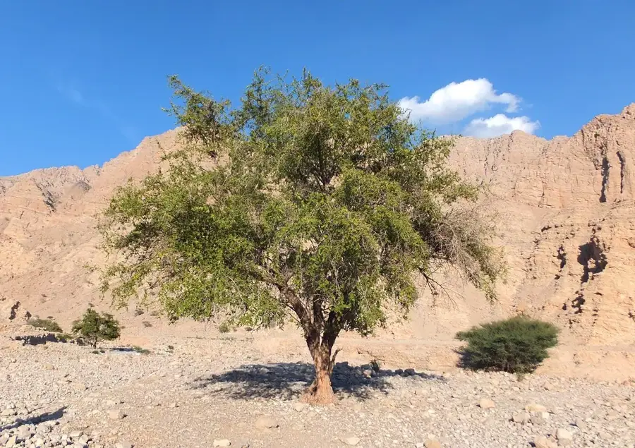 Ru'us al-Dschibal — Ar-Rams (Vereinigte Arabische Emirate)