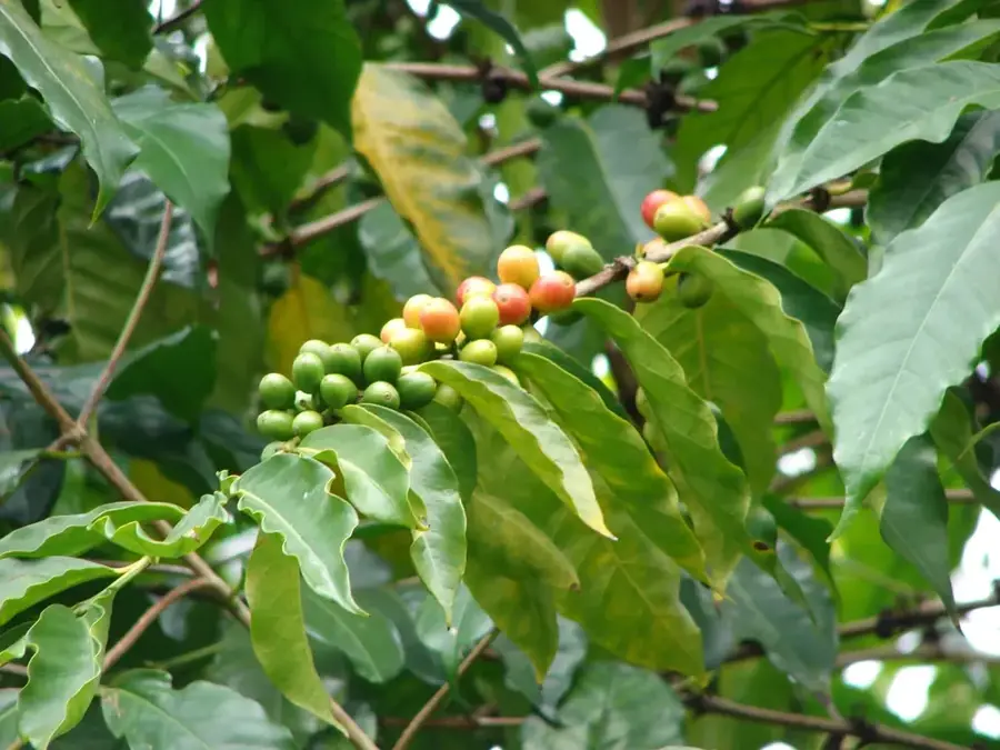 Huye kávéfeldolgozó — Kivu-tó (Ruanda)