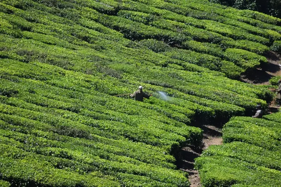 Pfunda Teefabrik — Burera (Ruanda)
