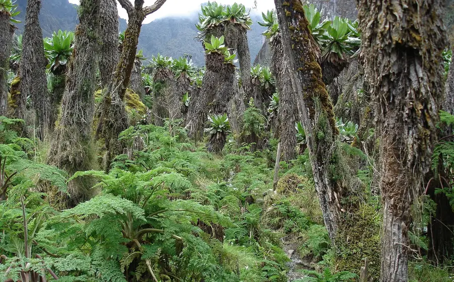 Rwenzori-Ausläufer — Timimoun (Algerien)