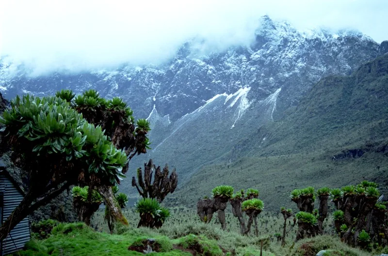 Rwenzori-Mountains-Nationalpark — Timimoun (Algerien)