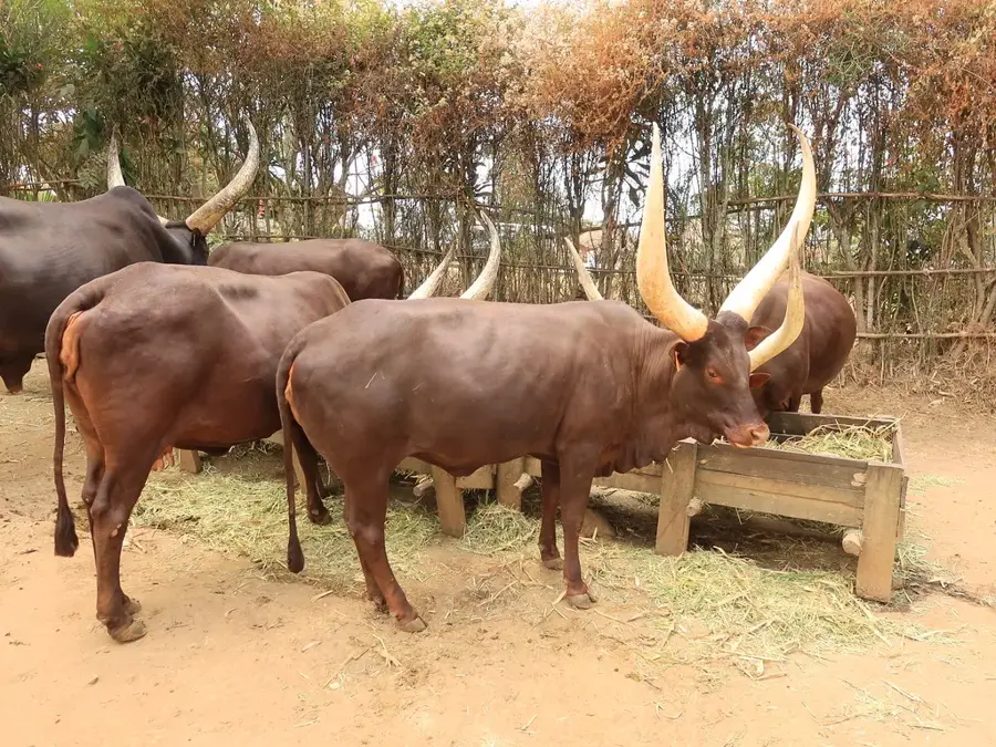 Rwesero Art Museum — Bramin Maize Processing (Rwanda)