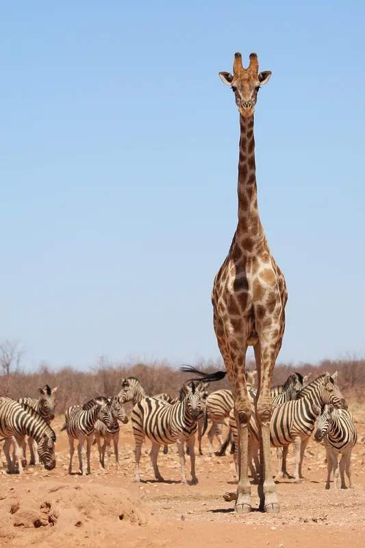 Safariul Nofa