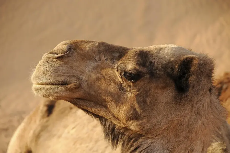 Sahara