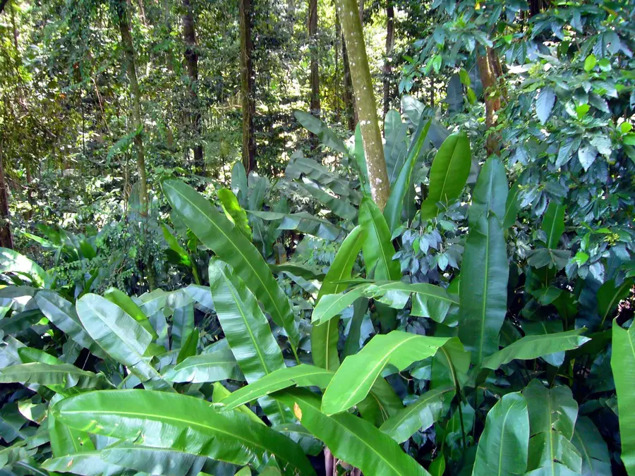 Babonneau Central