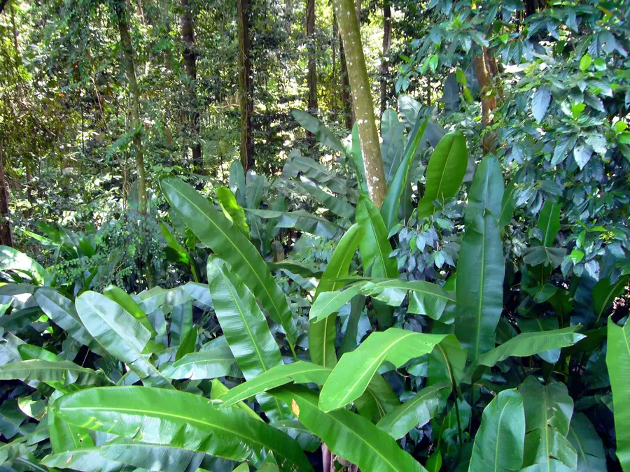 Babonneau