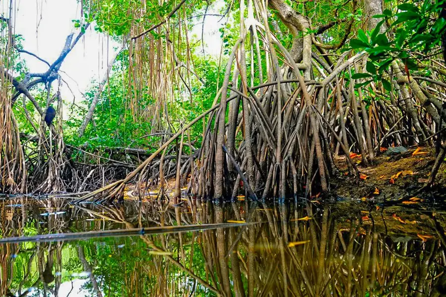Mankoté Mangrove