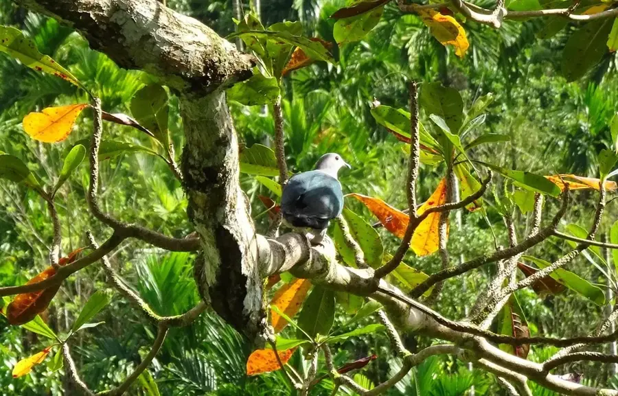 Soldatenbaracken Pigeon Island