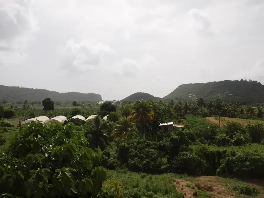 Roseau-Tal