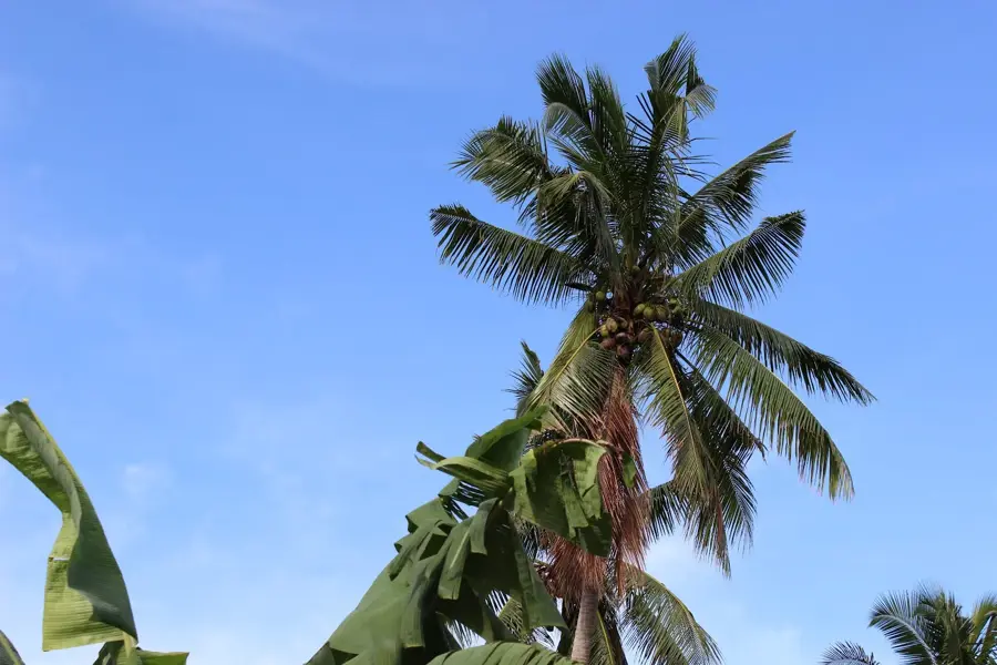 Fasito'o Uta — Malua Print Shop Ruins (Samoa)