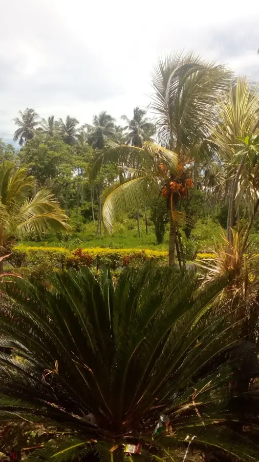 Samalae'ulu Uta