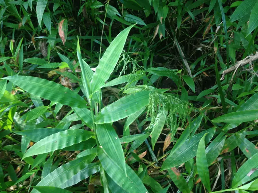 Sopoaga Wasserfall — Fuipisia Wasserfall (Samoa)