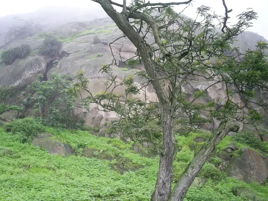 San Lorenzo Cloud Forest — Teustepe (Nicaragua)