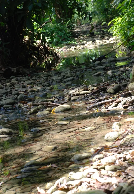 San Pedro Columbia — Moho River (Belize)