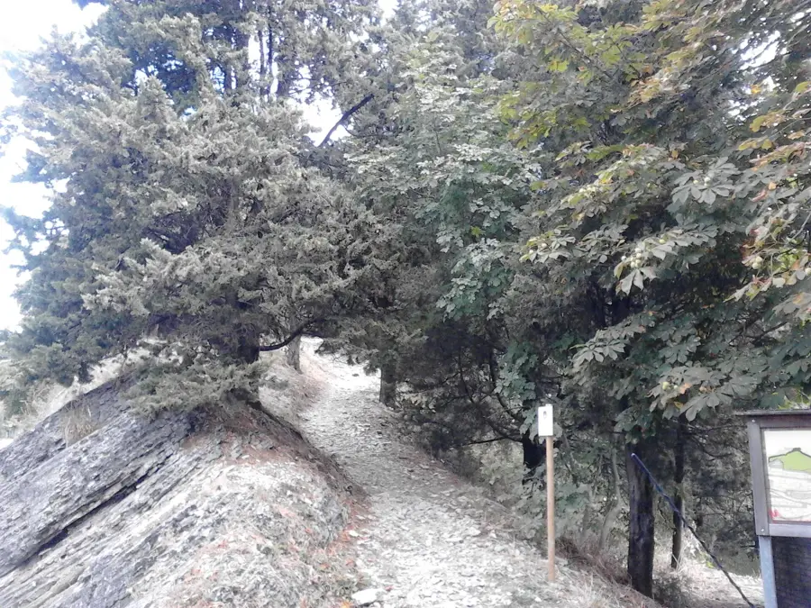 Cà Gallo