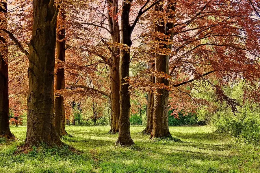 Faetano Forest Park