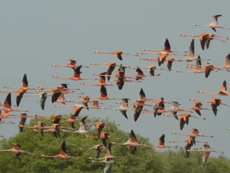 Sanctuarul Los Flamencos — Valledupar (Columbia)