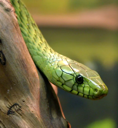 Sarakawa Wildtierreservat