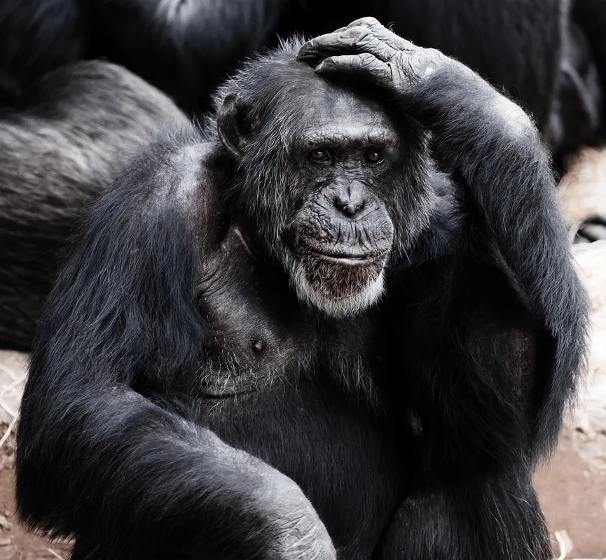Monte Alén Chimpanzee Habitat