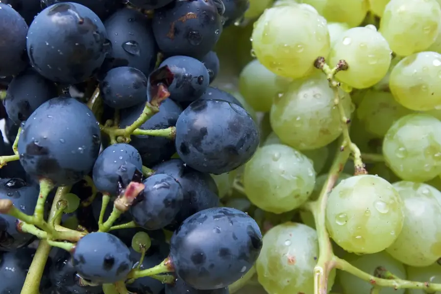 Sea Grape Harvesting