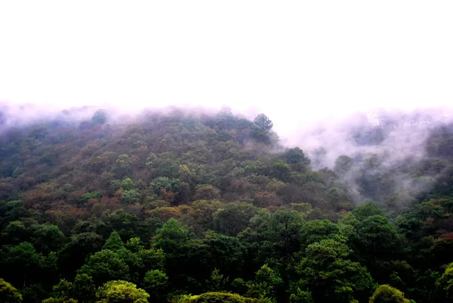 Cloud Forest