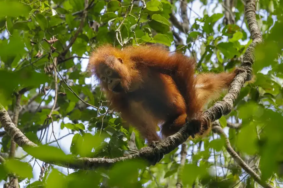 Semenggoh Wildlife Centre