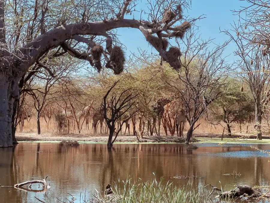 Rezervația Bandia — Thiès (Senegal)