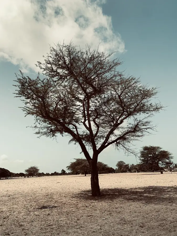 Palmarin — Kaolack (Senegal)