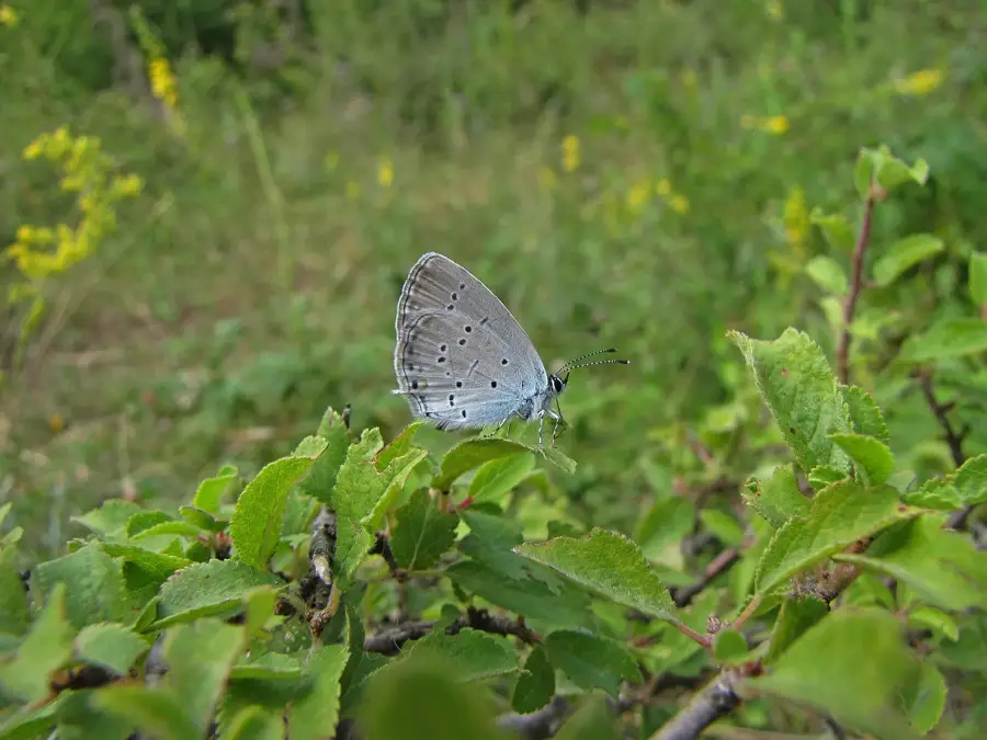 Gremigrad — Stara Planina (Serbien)