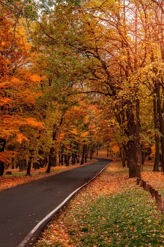 Košutnjak — Panciova (Serbia)
