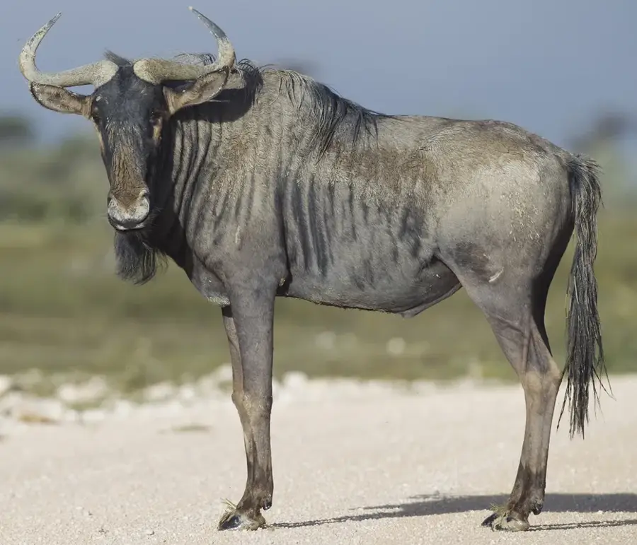 Habitat Serengeti — Oujda (Maroc)