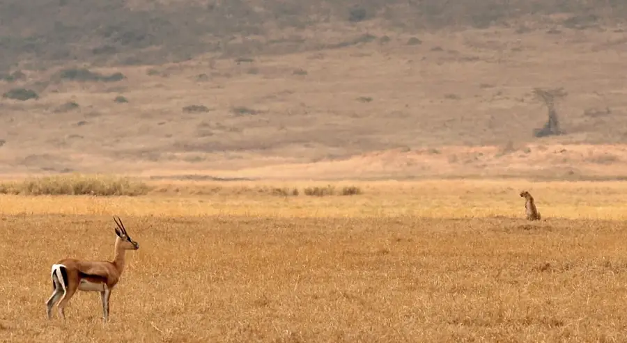 Câmpia Serengeti — Berkane (Maroc)
