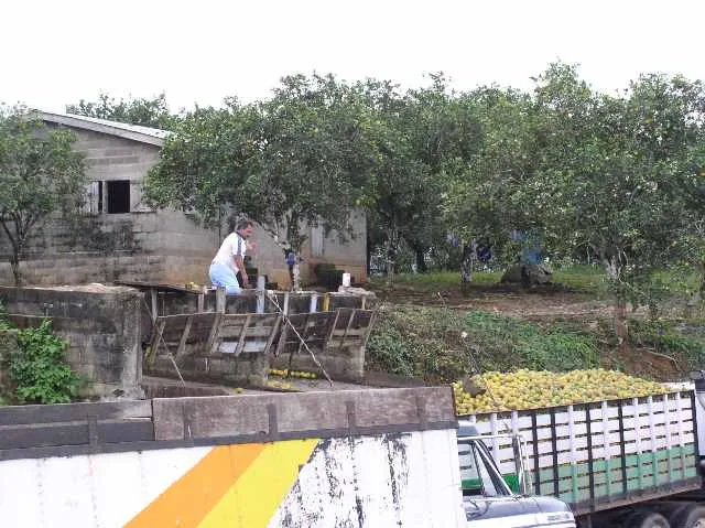 Seven Rivers Citrus Farm