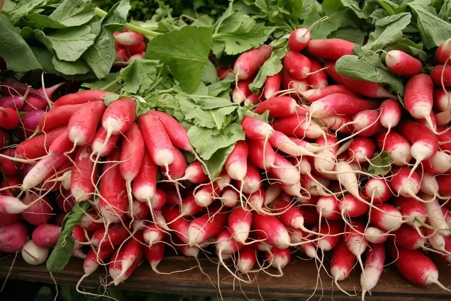Bollywood Veggies Farm