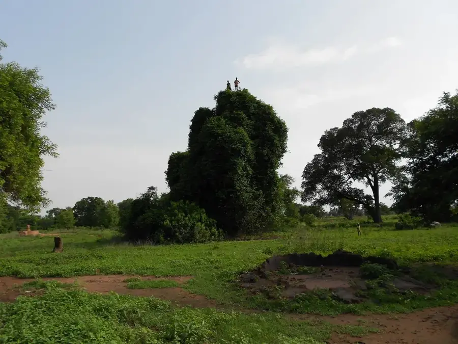Shambe-See