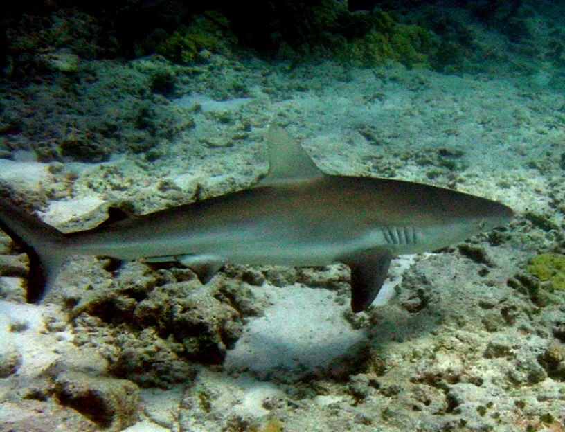 Shark Bay Zitronenhaie-Beobachtung