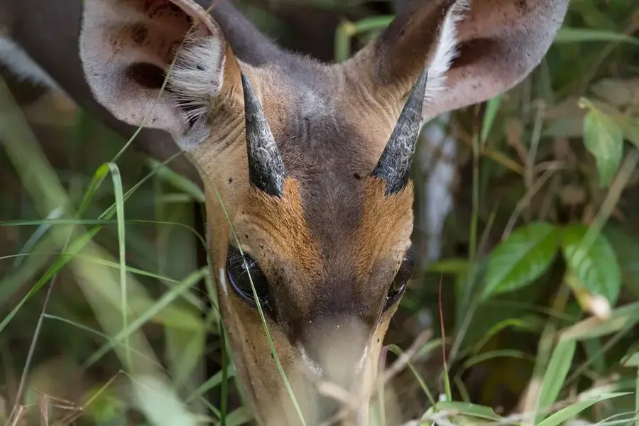 Shimba Hills Nationalreservat — Kwale (Kenia)