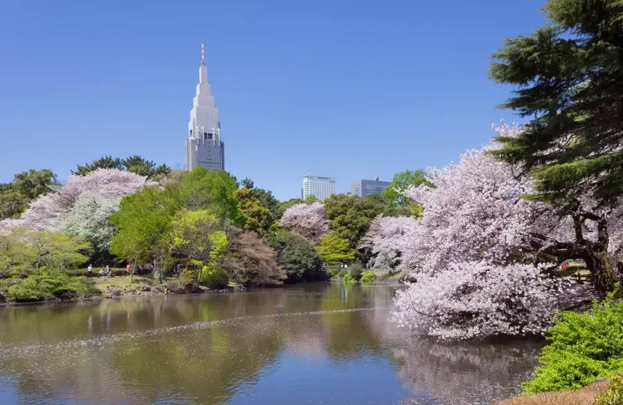 Grădina Națională Shinjuku Gyoen — Piața Exterioară Tsukiji (Japonia)