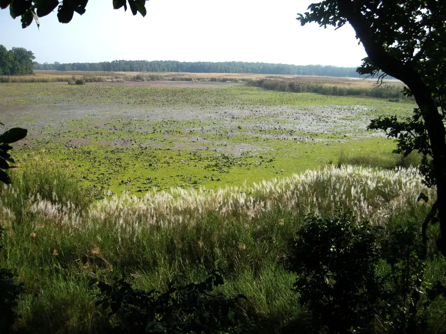 Shuklaphanta-Nationalpark — Tikapur (Nepal)