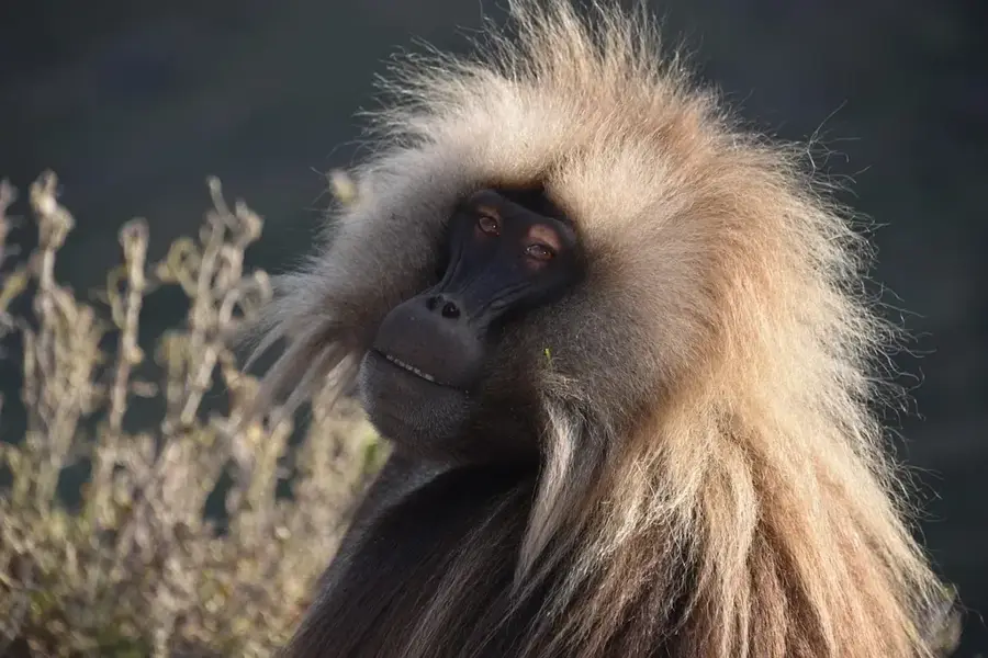 Simien Mountains — Gondar (Ethiopia)