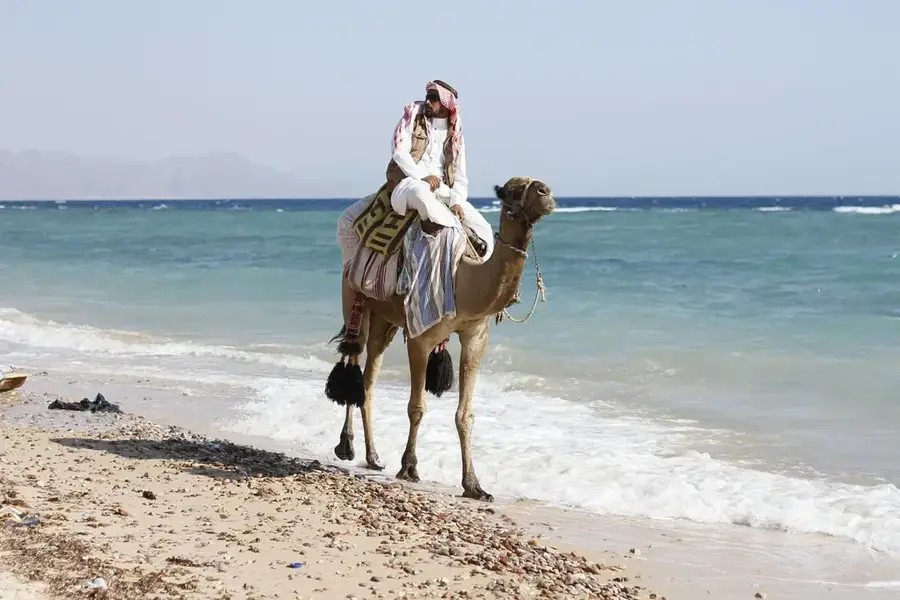 Pășunile de cămile Sinai — Arish (Egipt)