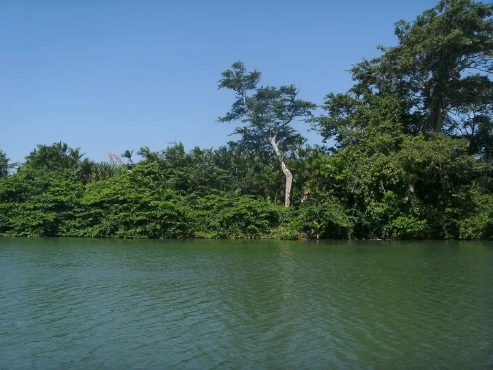 Sittee River Forest Reserve — Gladden Spit Whale Shark Grounds (Belize)