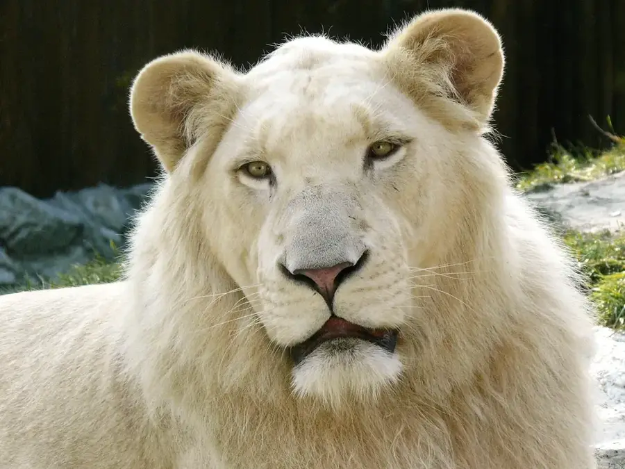 Bratislava Zoo — Szigetkozer Forest (Hungary)