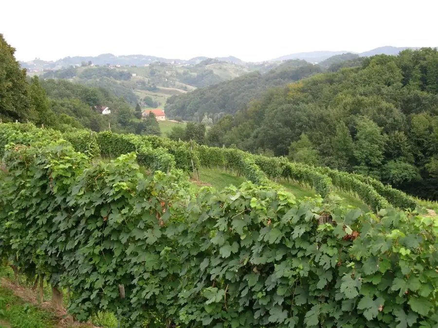 Haloze — Maribor (Slovenia)