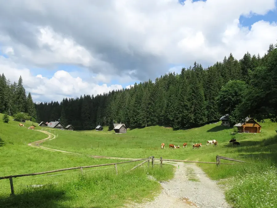 Jelovica