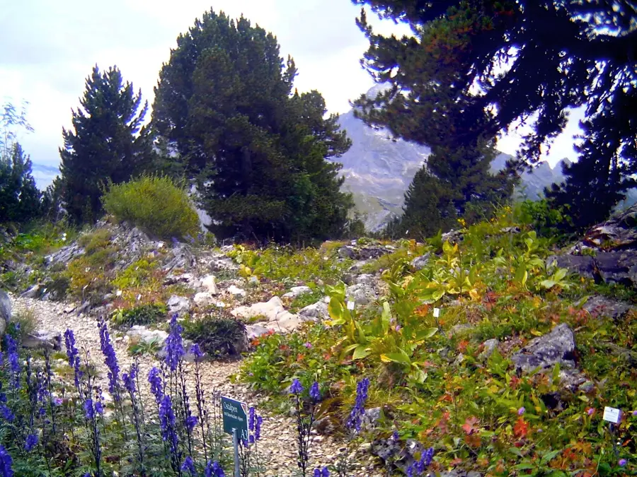 Juliana Alpine Botanical Garden