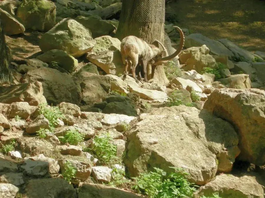 Ljubljana Zoo — Kranj (Slowenien)